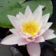 NYMPHAEA 'Marliacea Rosea'