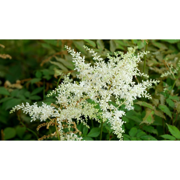 ASTILBE japonica 'Deutschland'