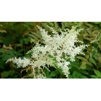 ASTILBE japonica 'Deutschland'