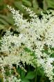 ASTILBE japonica 'Deutschland'