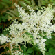 ASTILBE japonica 'Deutschland'