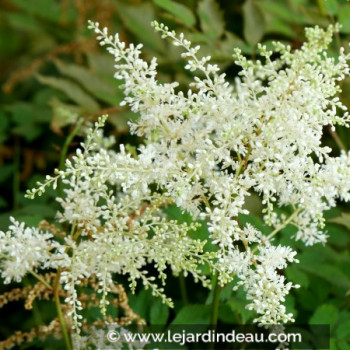 ASTILBE japonica &#039;Deutschland&#039;