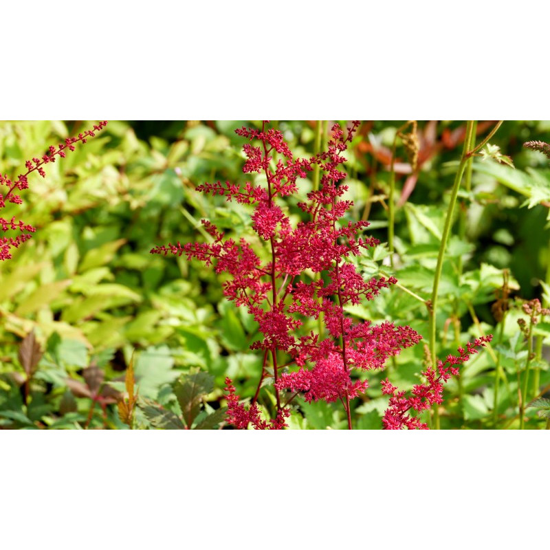 ASTILBE x arendsii 'Rotlicht' ASTILBE x arendsii 'Rotlicht'