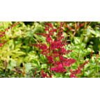 ASTILBE x arendsii 'Rotlicht' ASTILBE x arendsii 'Rotlicht'