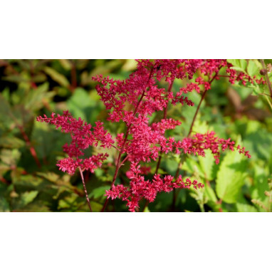 ASTILBE x arendsii \'Rotlicht\'