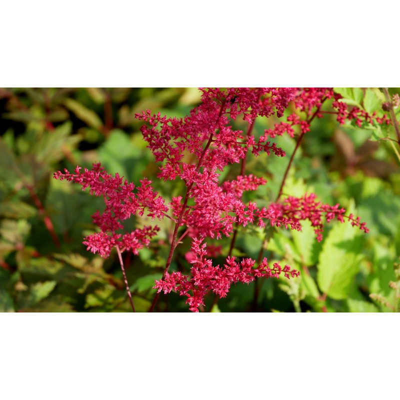 ASTILBE x arendsii 'Rotlicht' ASTILBE x arendsii 'Rotlicht'
