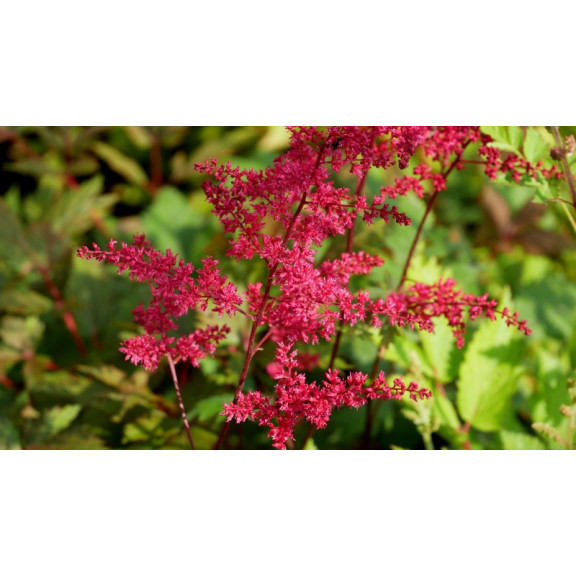 ASTILBE x arendsii 'Rotlicht'