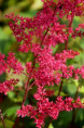 ASTILBE x arendsii 'Rotlicht'