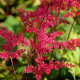 ASTILBE x arendsii 'Rotlicht'