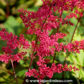 ASTILBE x arendsii &#039;Rotlicht&#039;