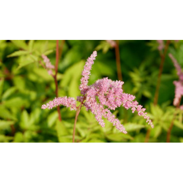 ASTILBE x arendsii \'Bressingham Beauty\'