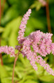 ASTILBE x arendsii 'Bressingham Beauty'