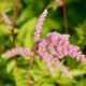 ASTILBE x arendsii 'Bressingham Beauty'