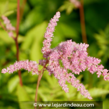 ASTILBE x arendsii &#039;Bressingham Beauty&#039;