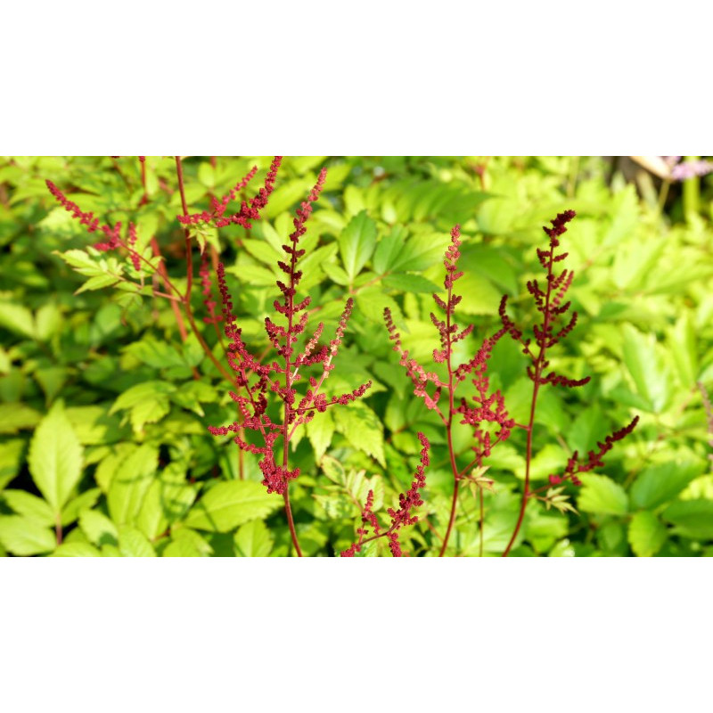 ASTILBE x arendsii 'Glüt' ASTILBE x arendsii 'Glüt'