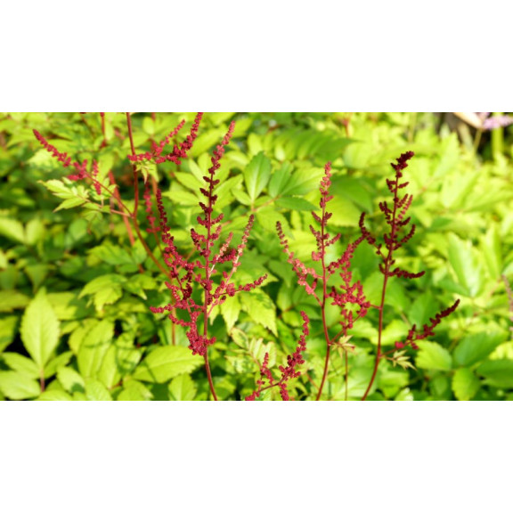 ASTILBE x arendsii 'Gl&uuml;t'