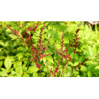 ASTILBE x arendsii 'Glüt' ASTILBE x arendsii 'Glüt'