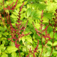 ASTILBE x arendsii 'Glüt'