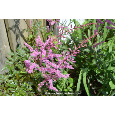 ASTILBE x arendsii \'Mars\'