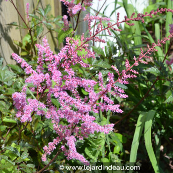 ASTILBE x arendsii &#039;Mars&#039;