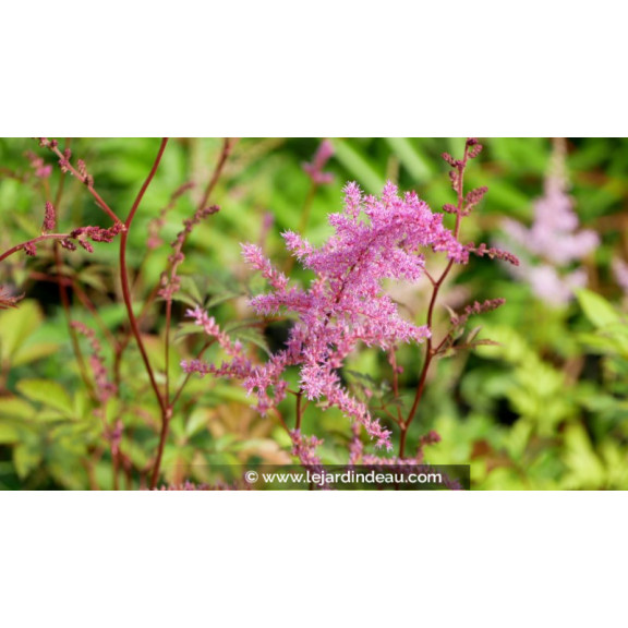 ASTILBE x arendsii 'Mars'