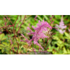 ASTILBE x arendsii 'Mars'