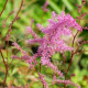 ASTILBE x arendsii 'Mars'