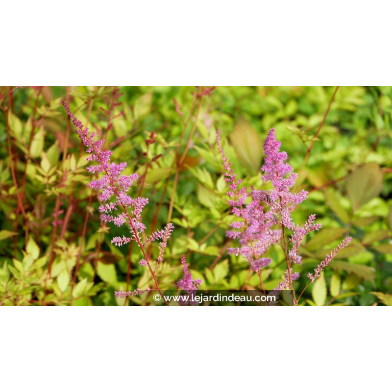 ASTILBE x arendsii 'Mars'