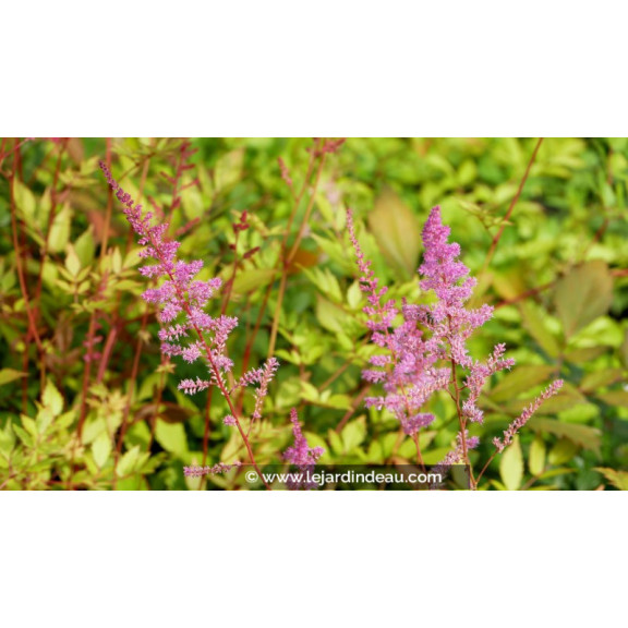 ASTILBE x arendsii 'Mars'