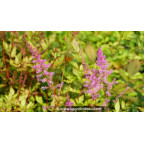 ASTILBE x arendsii 'Mars'