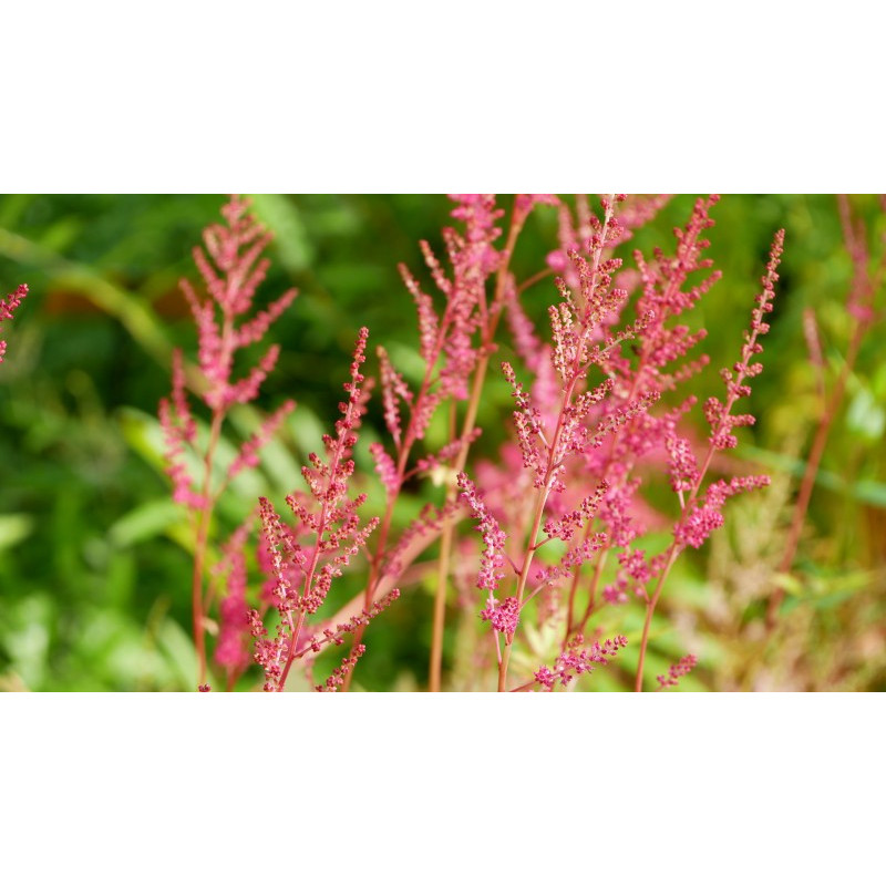 ASTILBE x arendsii 'William Reeves'