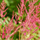 ASTILBE x arendsii 'William Reeves'