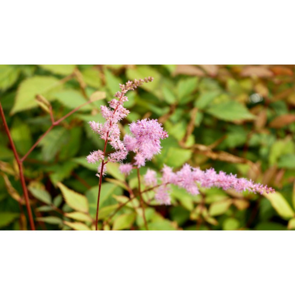 ASTILBE x arendsii 'Kvele'