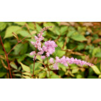 ASTILBE x arendsii 'Kvele'