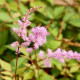 ASTILBE x arendsii 'Kvele'