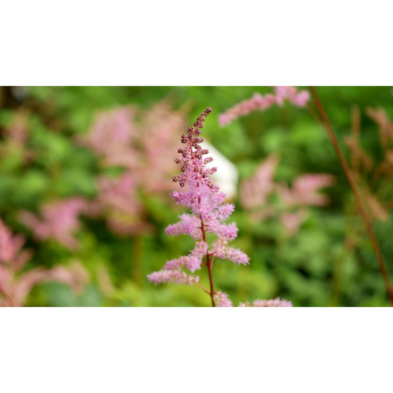 ASTILBE x arendsii 'Kvele'