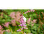 ASTILBE x arendsii 'Kvele'