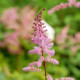 ASTILBE x arendsii 'Kvele'