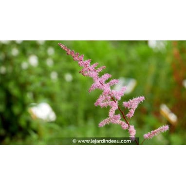 ASTILBE x arendsii \'Kvele\'