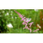 ASTILBE x arendsii 'Kvele'