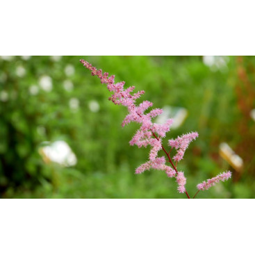 ASTILBE x arendsii \'Kvele\'