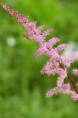 ASTILBE x arendsii 'Kvele'