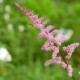 ASTILBE x arendsii 'Kvele'