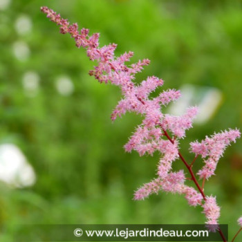 ASTILBE x arendsii &#039;Kvele&#039;