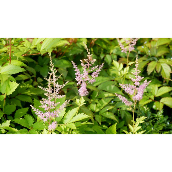 ASTILBE x arendsii 'Hyacinth'