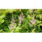 ASTILBE x arendsii 'Hyacinth'