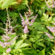 ASTILBE x arendsii 'Hyacinth'