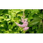 ASTILBE x arendsii 'Hyacinth'