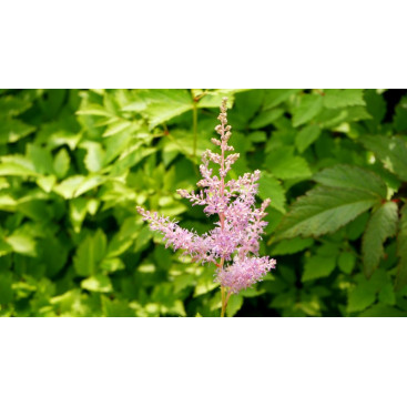 ASTILBE x arendsii \'Hyacinth\'
