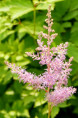 ASTILBE x arendsii 'Hyacinth'